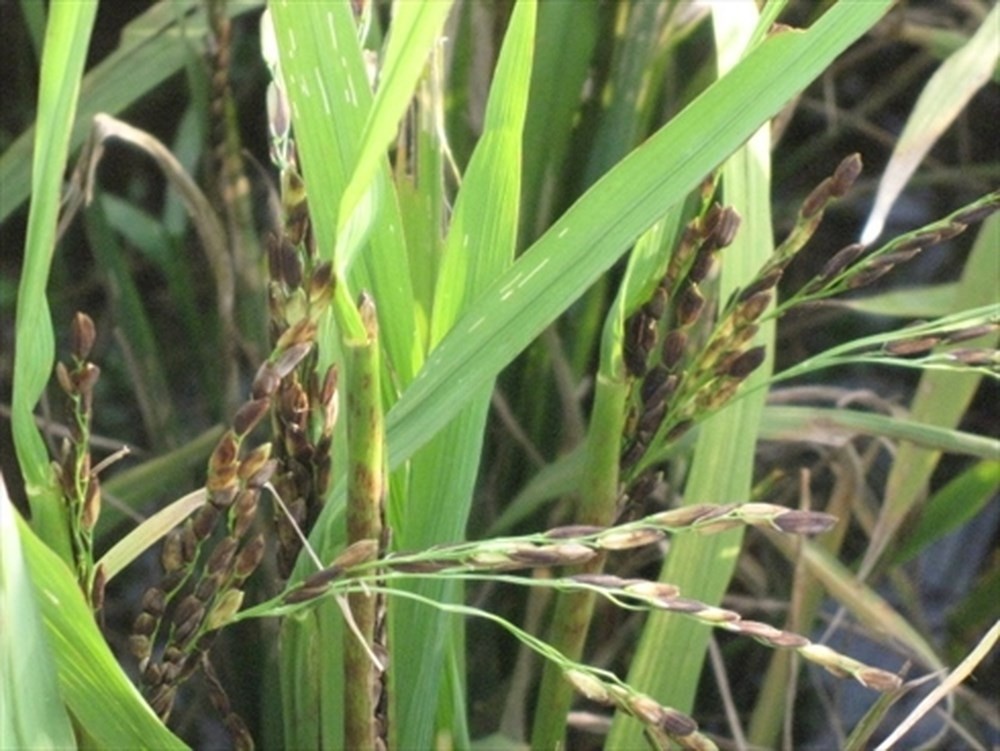 Bệnh lùn sọc đen